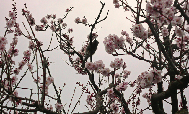 桜は春を告げる